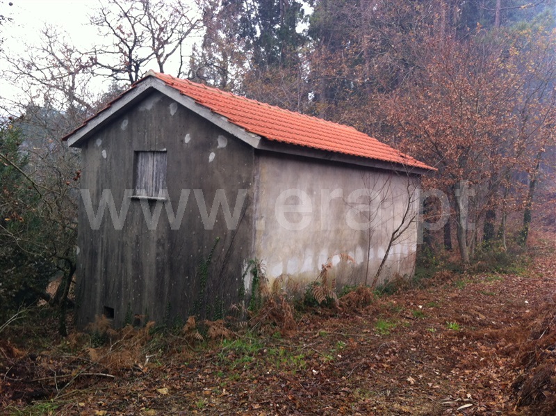 Terreno com ruina / Sever do Vouga, Rocas do Vouga