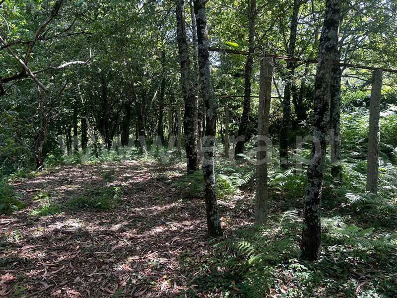 Terreno com ruina  Sever do Vouga, Silva Escura e Dornelas - 1501562 - 3