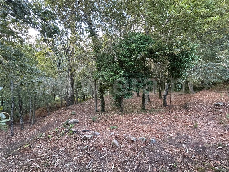 Terreno com ruina  Sever do Vouga, Silva Escura e Dornelas - 1501562 - 6