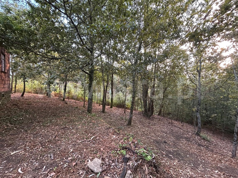 Terreno com ruina  Sever do Vouga, Silva Escura e Dornelas - 1501562 - 7