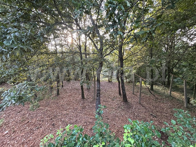 Terreno com ruina  Sever do Vouga, Silva Escura e Dornelas - 1501562 - 10