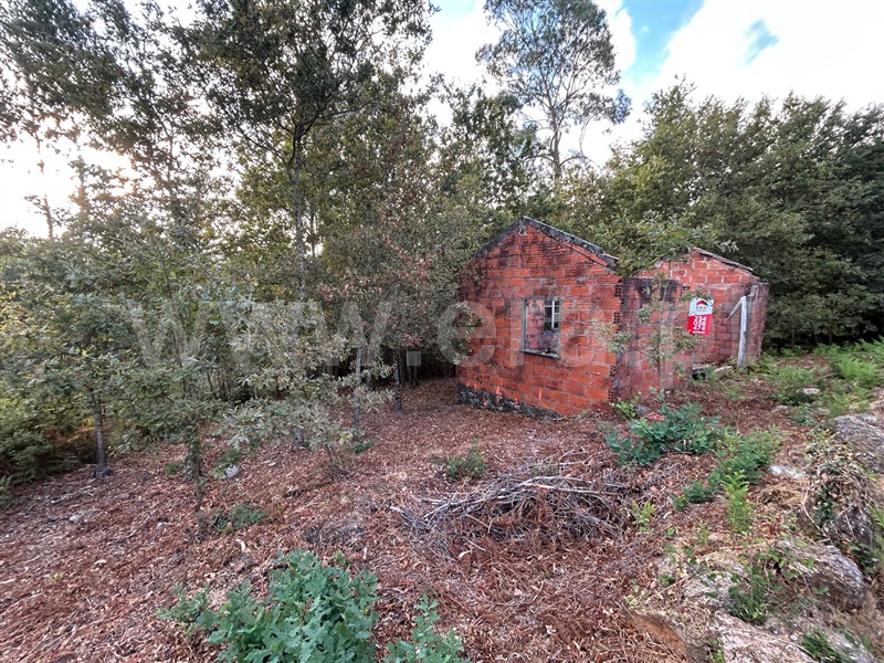 Terreno com ruina  Sever do Vouga, Silva Escura e Dornelas - 1501562 - 11