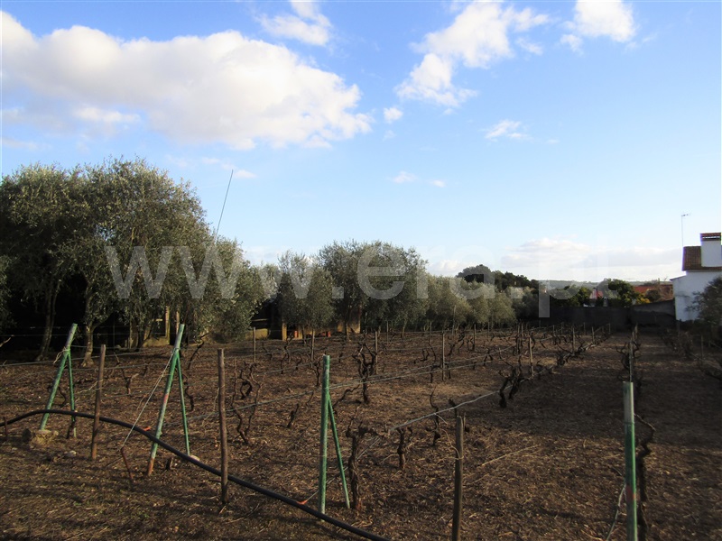 Terreno com ruina T2 Abrantes, Mouriscas - 1229803 - 1