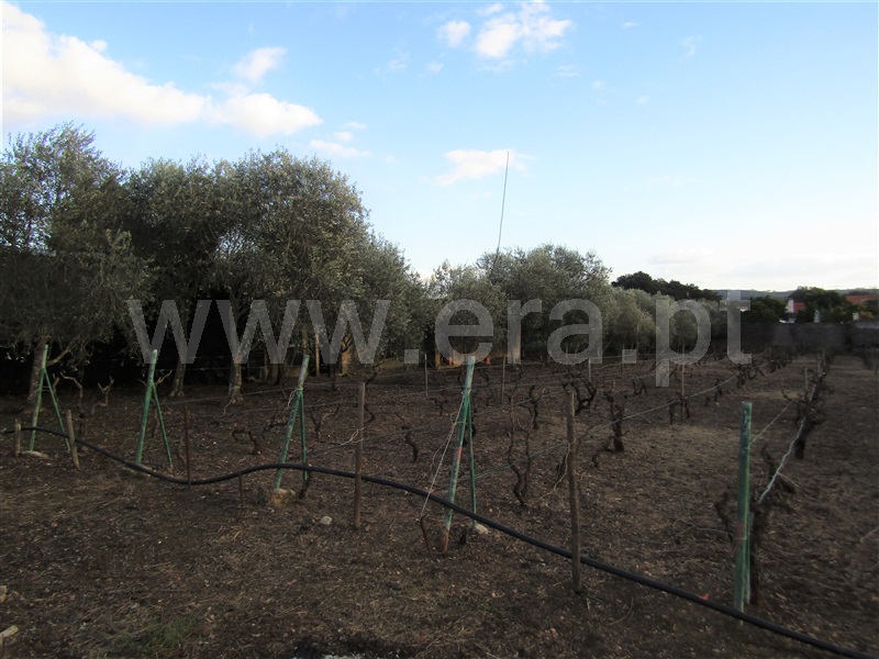 Terreno com ruina T2 Abrantes, Mouriscas - 1229803 - 7