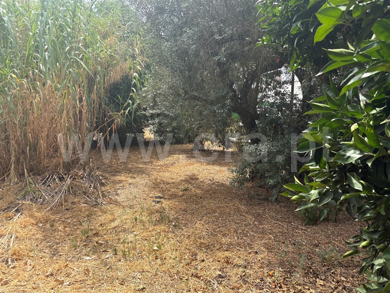 Terreno com ruina T2 Abrantes, Pego - 1500351 - 1