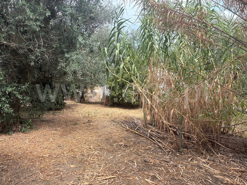 Terreno com ruina T2 Abrantes, Pego - 1500351 - 4