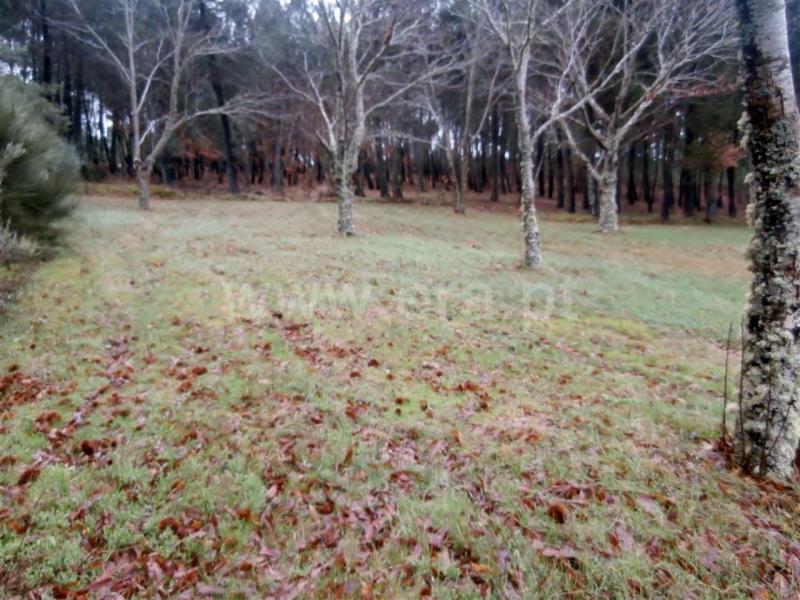Terreno com ruina T2 Vila Pouca de Aguiar, Vreia de Jales - 709626 - 4