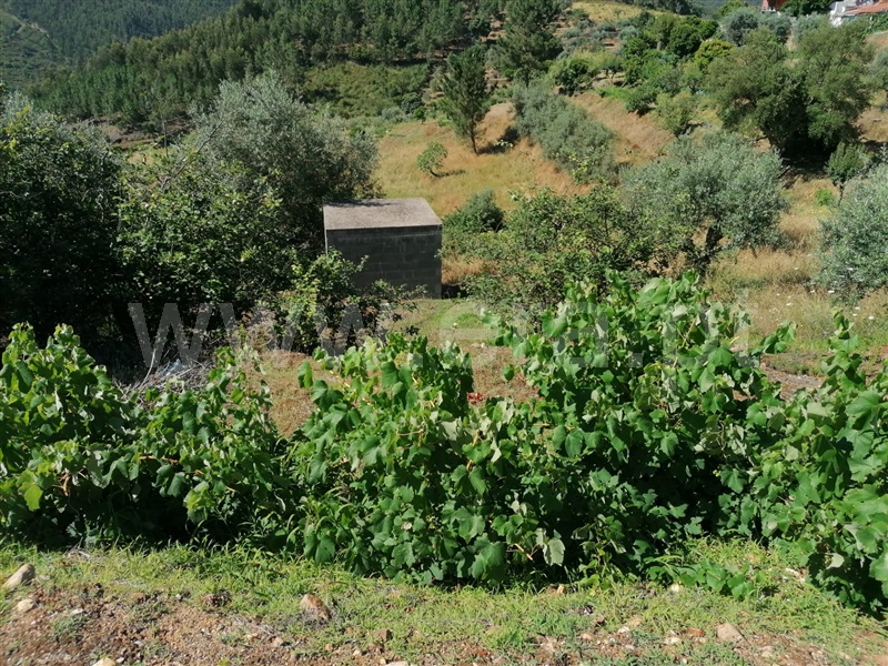 Terreno com ruina T3 Abrantes, Martinchel - 1181157 - 8