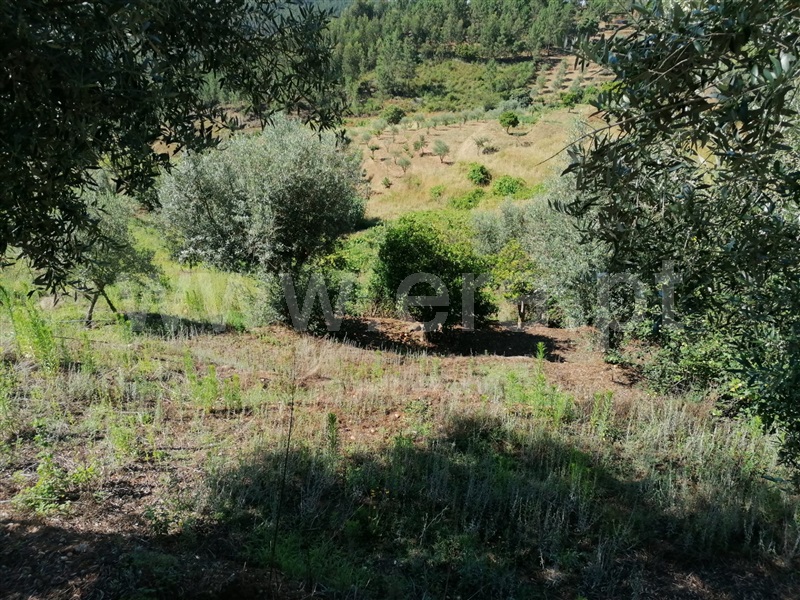 Terreno com ruina T3 Abrantes, Martinchel - 1181157 - 9