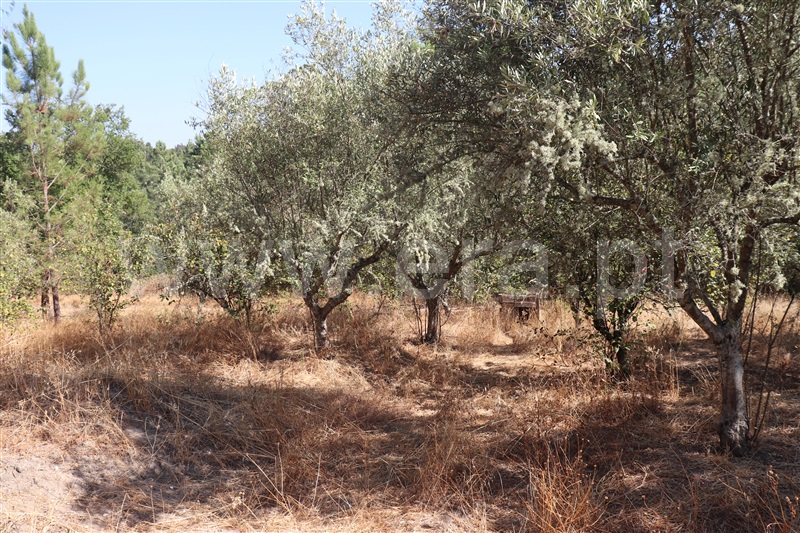 Terreno com ruina T3 Constância, Santa Margarida - 1499462 - 5