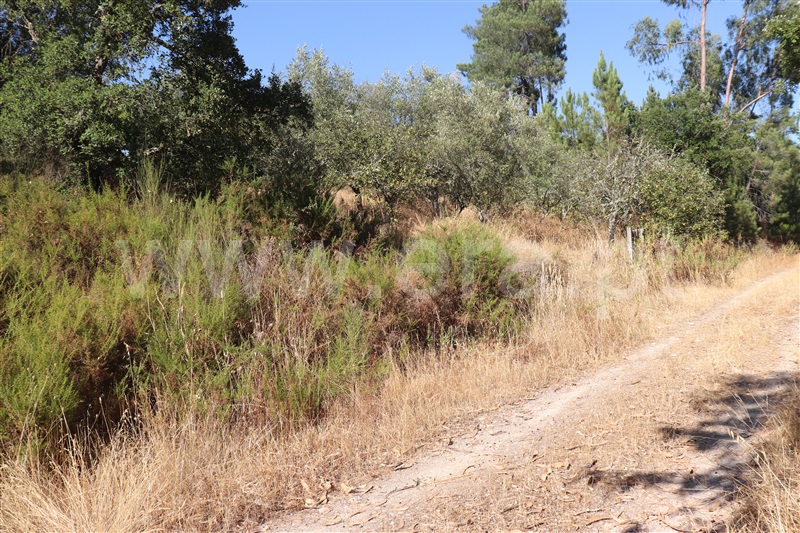 Terreno com ruina T3 Constância, Santa Margarida - 1499462 - 6