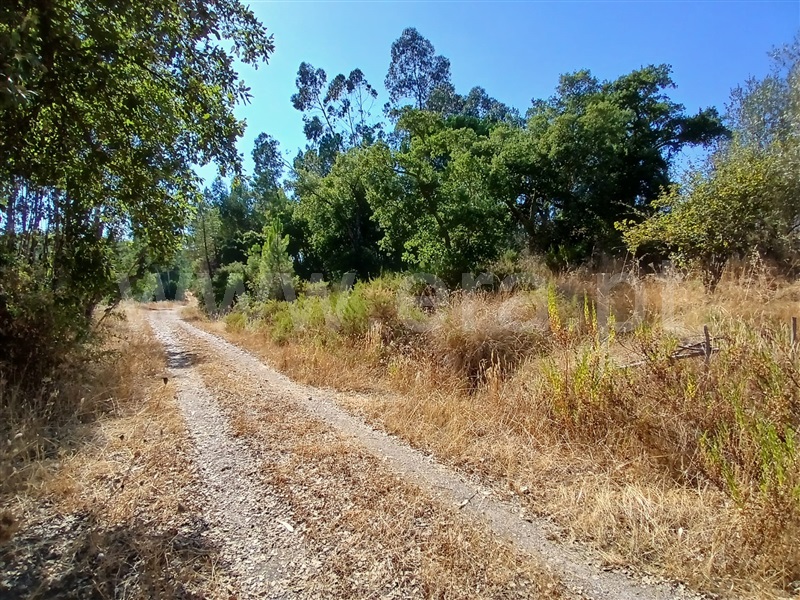 Terreno com ruina T3 Constância, Santa Margarida - 1499462 - 11