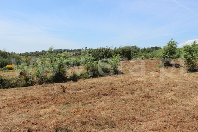 Terreno com ruina  Tábua, Covas e Vila Nova de Oliveirinha - 1492192 - 3