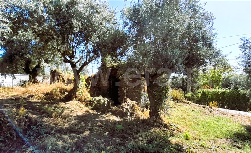 Terreno com ruina  Tomar, Olalhas - 1401881 - 8