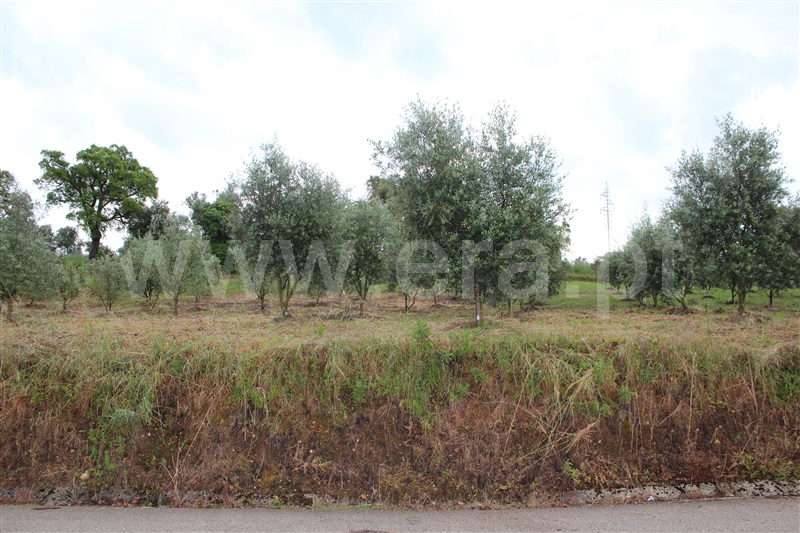 Terreno  Condeixa-a-Nova, Condeixa - 1168007 - 2