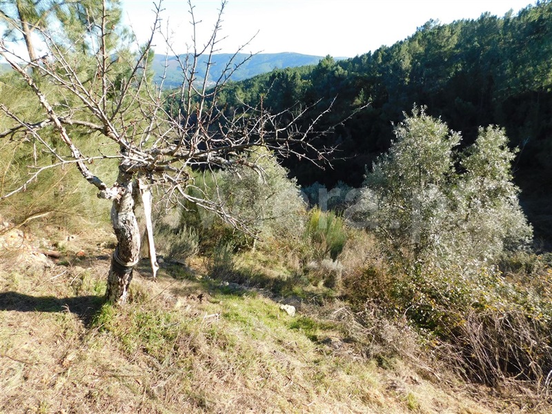 Terreno / Covilhã, Aldeia de São Francisco de Assis