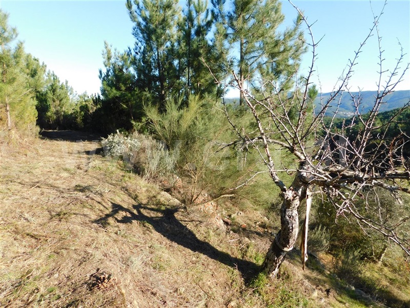 Terreno  Covilhã, Aldeia de São Francisco de Assis - 1083244 - 3