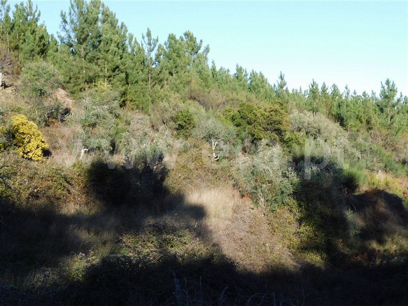 Terreno  Covilhã, Aldeia de São Francisco de Assis - 1083244 - 7