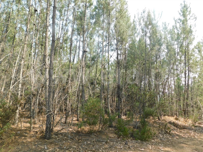 Terreno / Covilhã, Barco e Coutada
