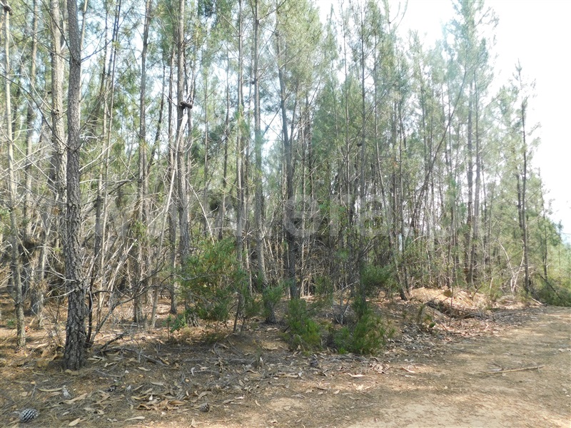 Terreno  Covilhã, Barco e Coutada - 1337904 - 2