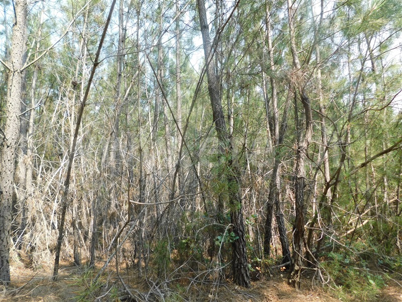 Terreno  Covilhã, Barco e Coutada - 1337904 - 4