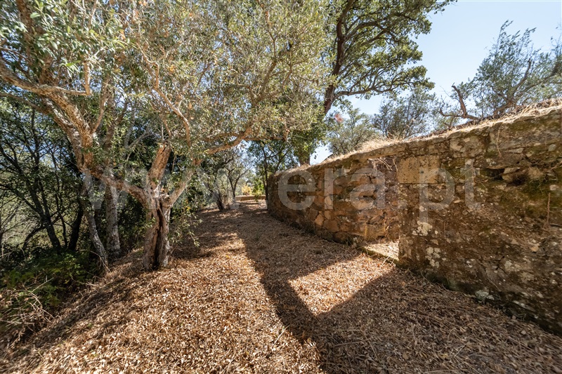 Terreno / Covilhã, Dominguiso