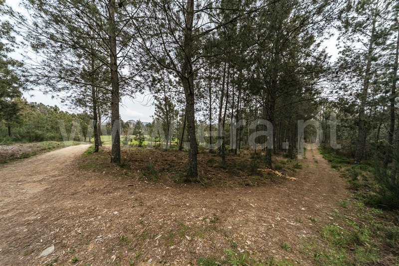 Terreno Rústico  com Rústico Covilhã, Erada - 1393152 - 21