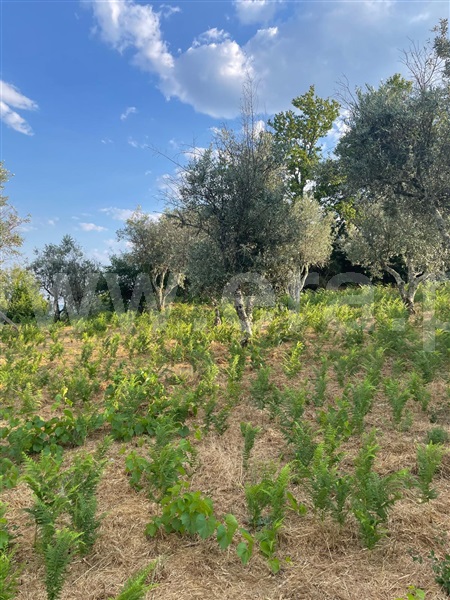 Terreno  Covilhã, Erada - 1500637 - 5