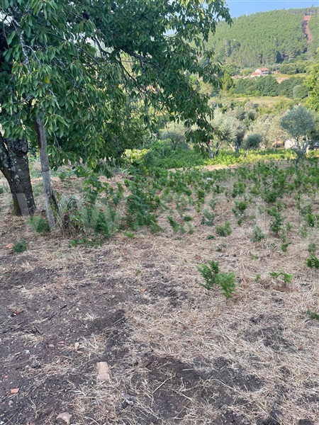 Terreno  Covilhã, Erada - 1500637 - 7