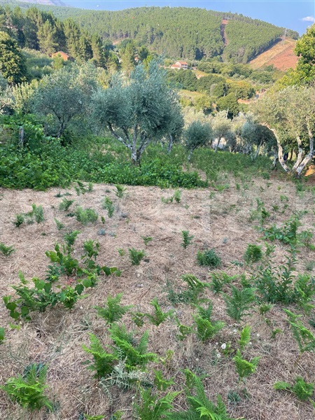 Terreno  Covilhã, Erada - 1500637 - 8