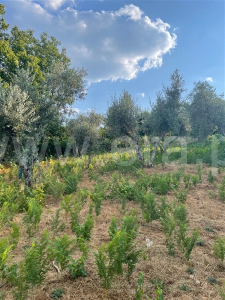 Terreno  Covilhã, Erada - 1500637 - 9