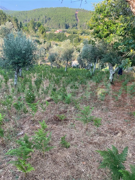 Terreno  Covilhã, Erada - 1500637 - 10