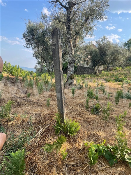 Terreno  Covilhã, Erada - 1500637 - 12