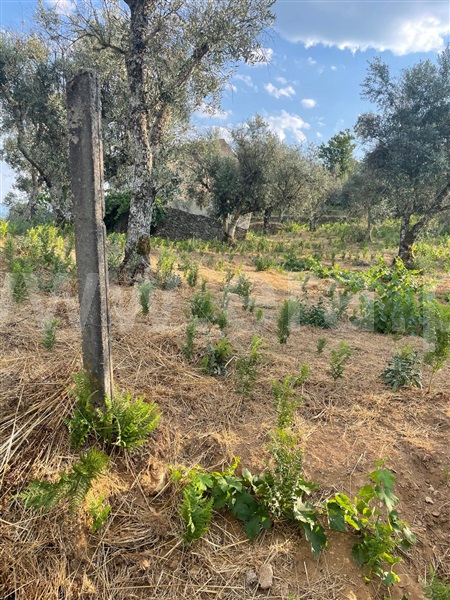 Terreno  Covilhã, Erada - 1500637 - 13