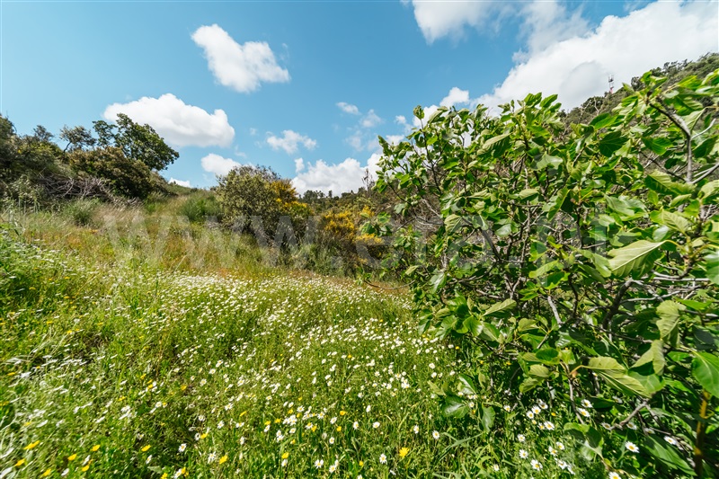 Terreno  com Rústico Covilhã, Sobral de São Miguel - 1475737 - 40