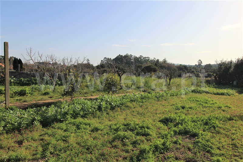 Terreno / Espinho, Anta I - Lagarta