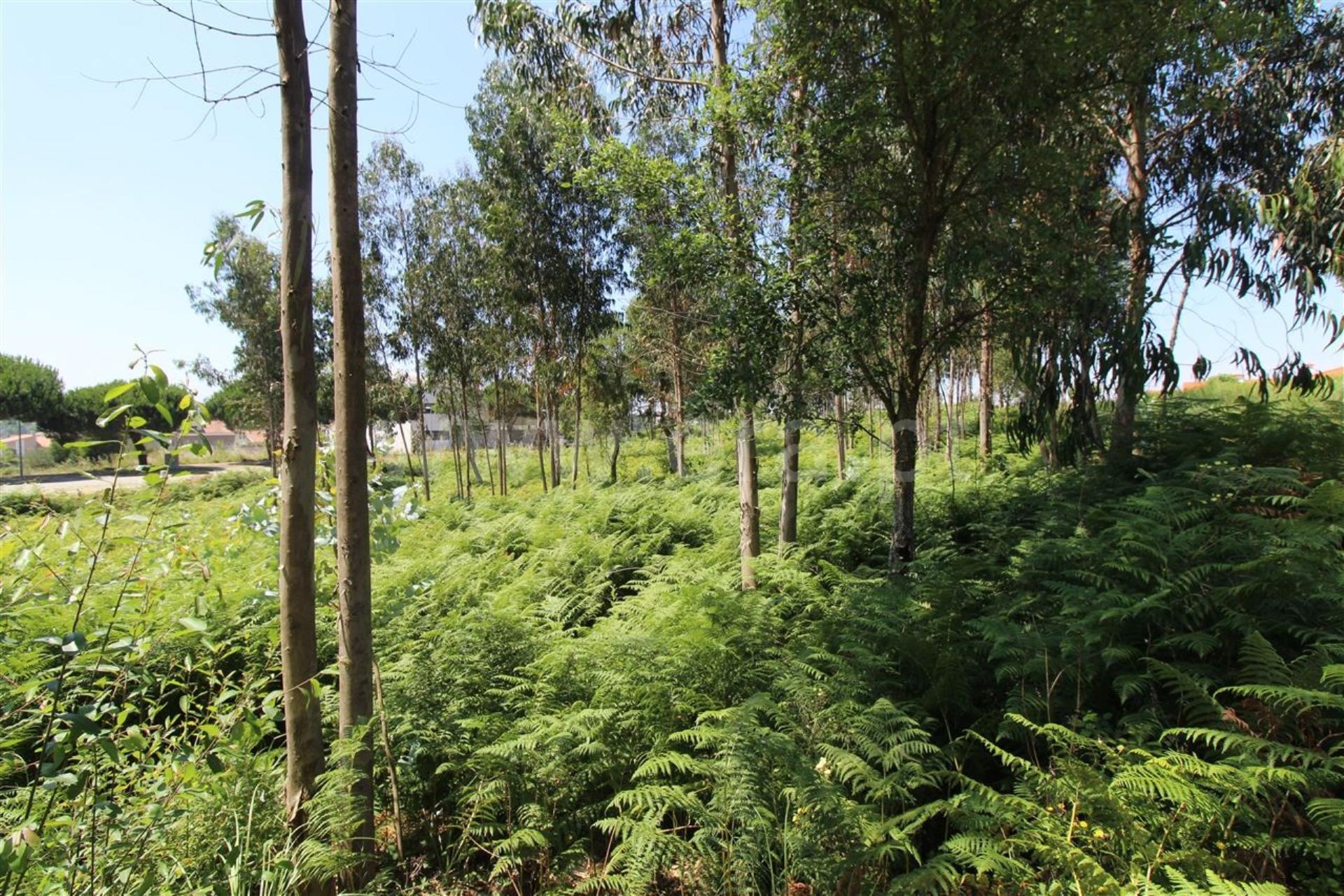 Land for sale in Espinho, Portugal — €149,000