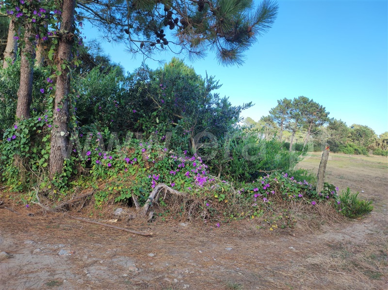 Terreno  Esposende, Antas - 1428597 - 5