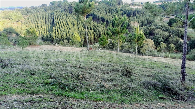 Terreno Estúdio / Caldas da Rainha, Salir de Matos