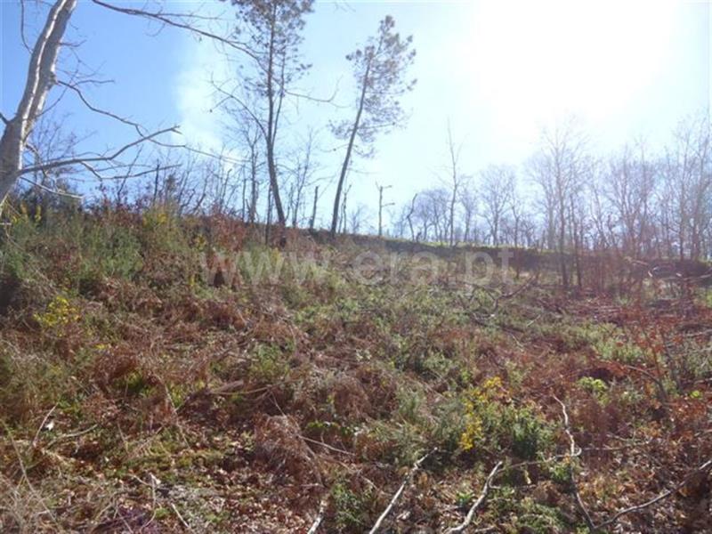 Terreno  Fafe, Agrela e Serafão - 564424 - 4