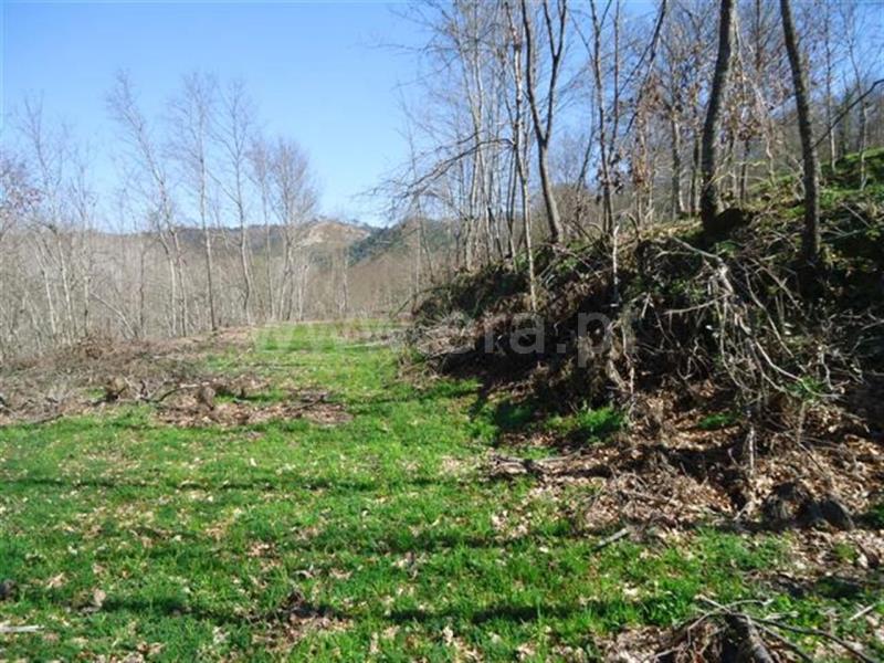 Terreno / Fafe, Agrela e Serafão