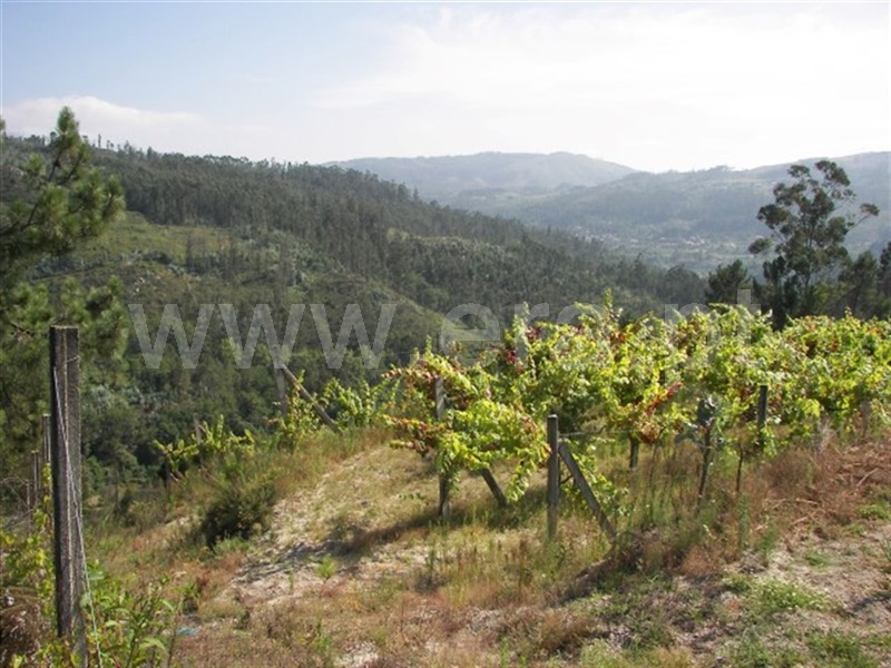 Terreno  Fafe, Agrela e Serafão - 929768 - 9