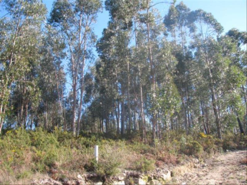 Terreno / Fafe, Antime e Silvares (São Clemente)