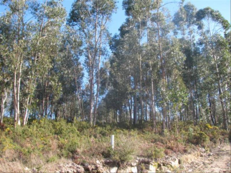 Terreno  Fafe, Antime e Silvares (São Clemente) - 104484 - 3