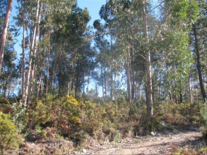 Terreno  Fafe, Antime e Silvares (São Clemente) - 104484 - 4