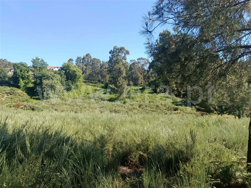 Terreno / Fafe, Antime e Silvares (São Clemente)
