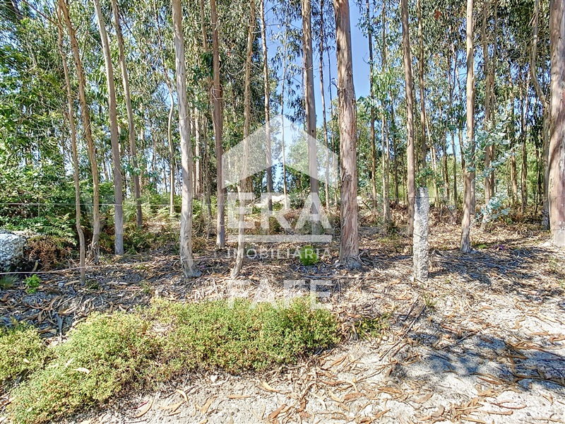 Terreno  Fafe, Ardegão, Arnozela e Seidões - 1344105 - 3