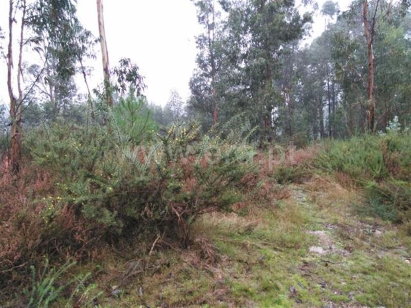 Terreno / Fafe, Ardegão, Arnozela e Seidões