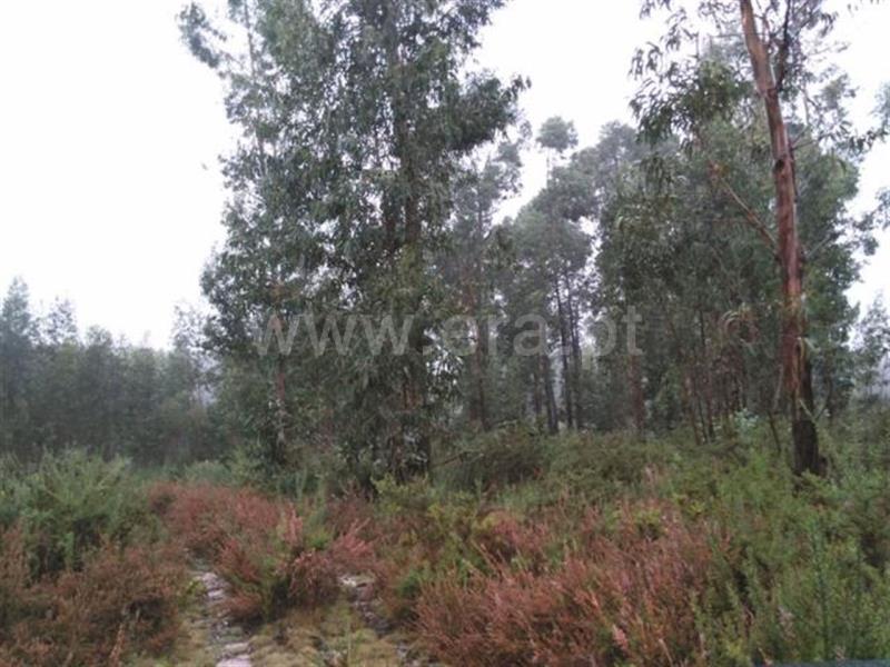 Terreno  Fafe, Ardegão, Arnozela e Seidões - 602272 - 4