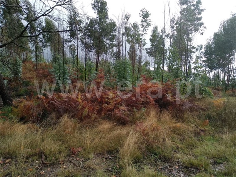 Terreno  Fafe, Ardegão, Arnozela e Seidões - 976643 - 2